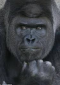 avatar_Smellboy