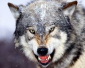 avatar_RussianWolf